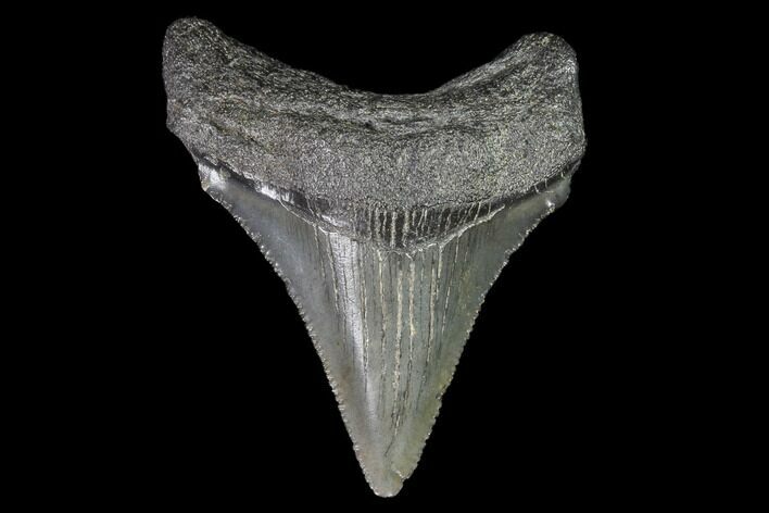 Serrated, Juvenile Megalodon Tooth - Georgia #99170
